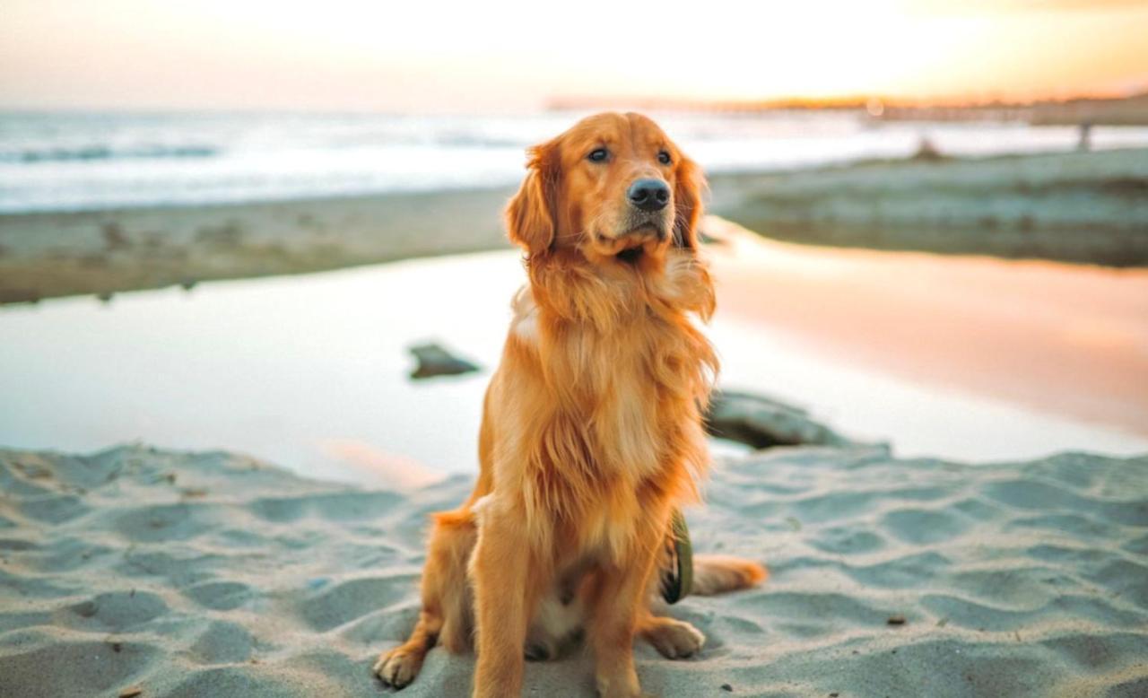 Idyllic Cornish Cottage, Superking Bed, Private Garden Dogs Welcome Труро Экстерьер фото