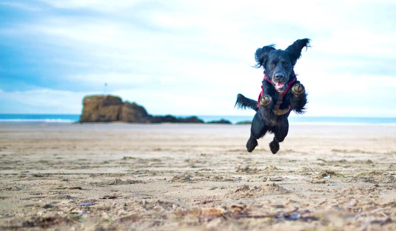 Idyllic Cornish Cottage, Superking Bed, Private Garden Dogs Welcome Труро Экстерьер фото